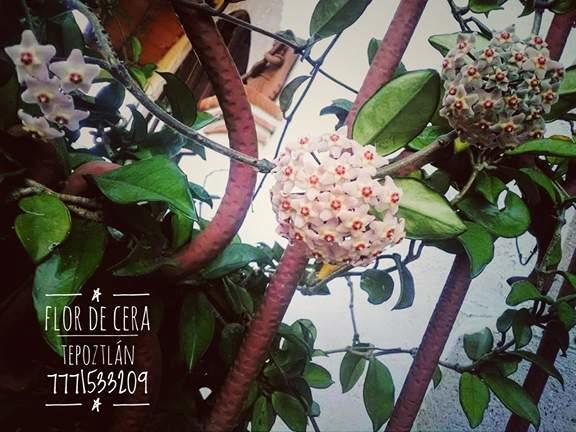 Flor De Cera Hotel Tepoztlán Kültér fotó